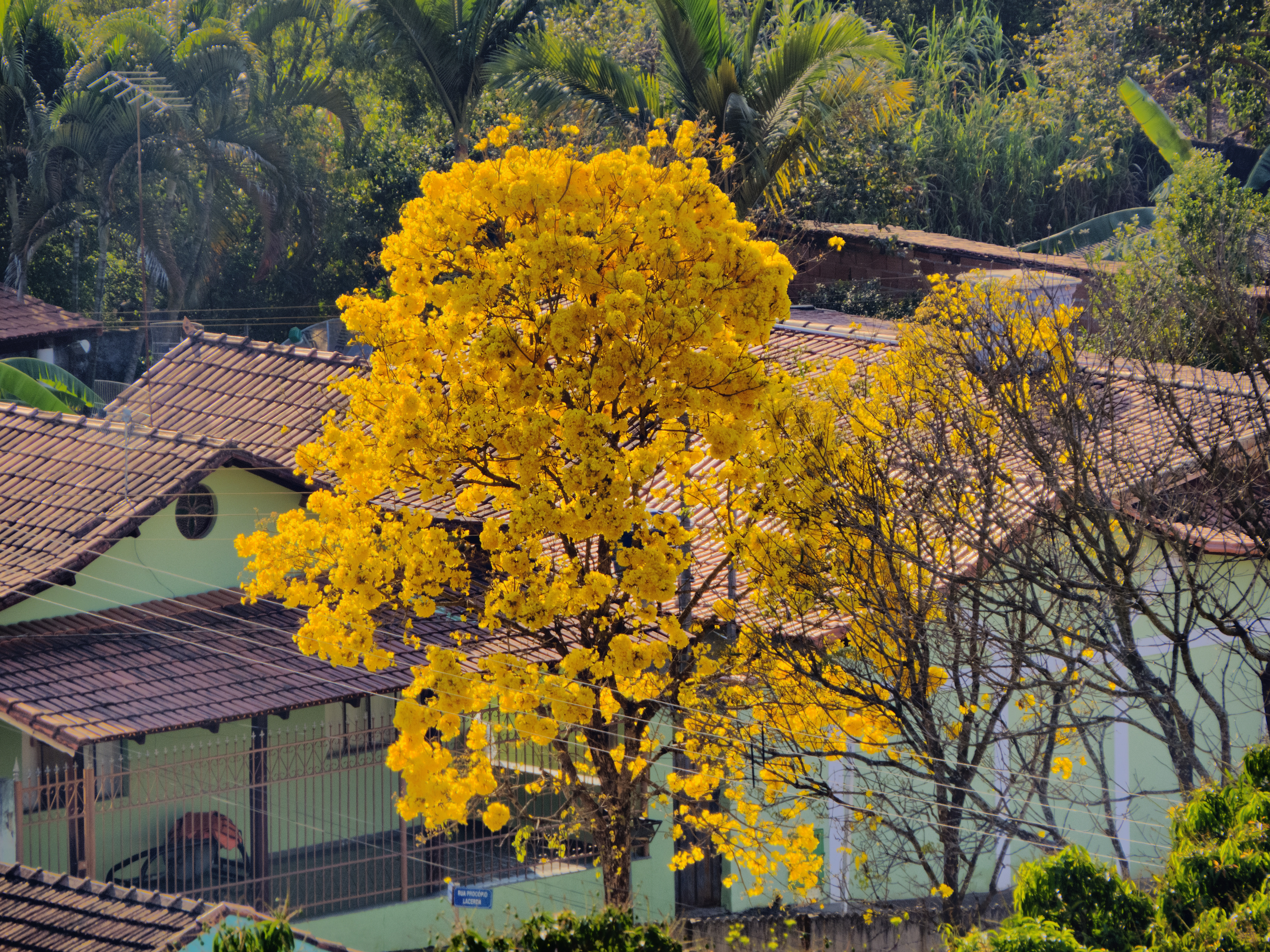 Ipê amarelo florido, típico do cerrado brasileiro